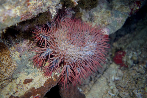 Crown-of-thorns starfish