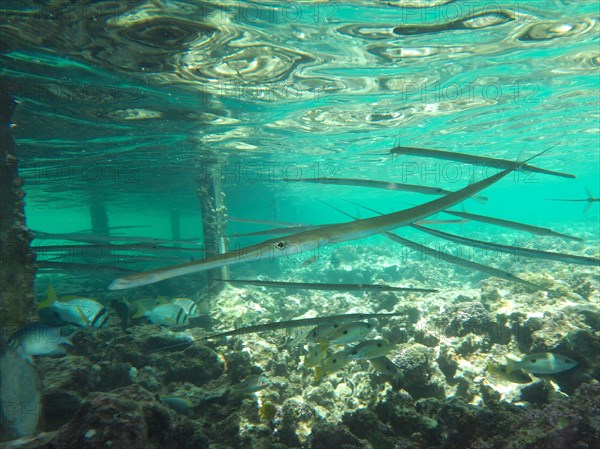 Bluespotted cornetfish