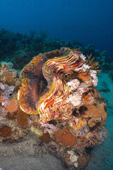 Fluted giant clam