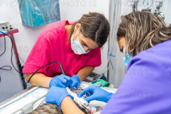 Veterinary clinic with a cat