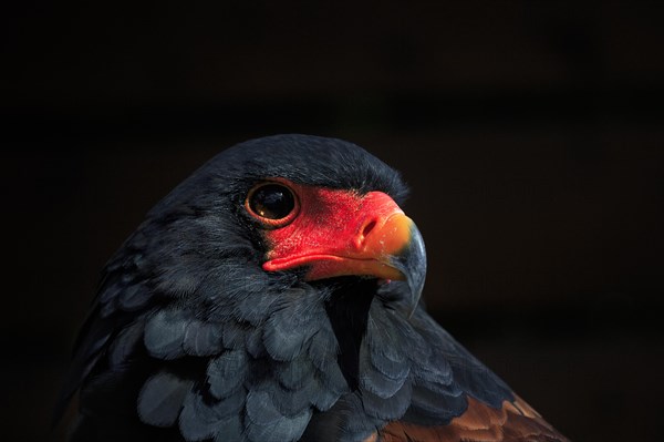 Bateleur