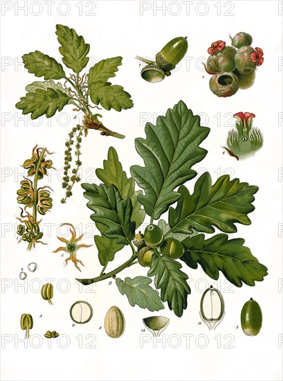 Medicinal plant