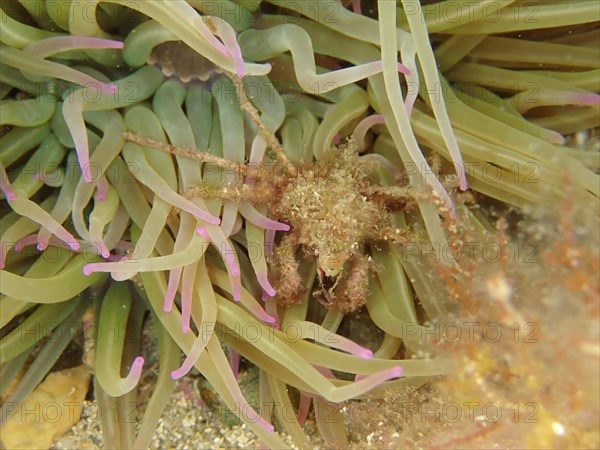 Long-legged ghost crab