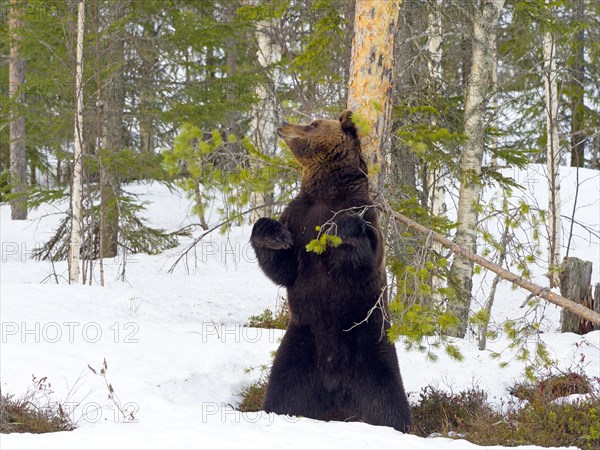 European brown bear