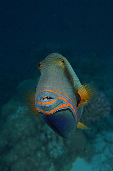 Orange-lined triggerfish