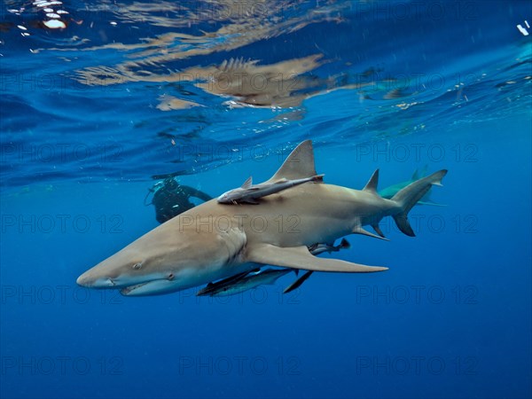 Lemon shark