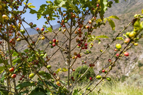 Close up of coffee