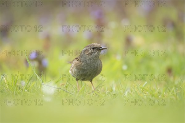 Dunnock or Hedge sparrow