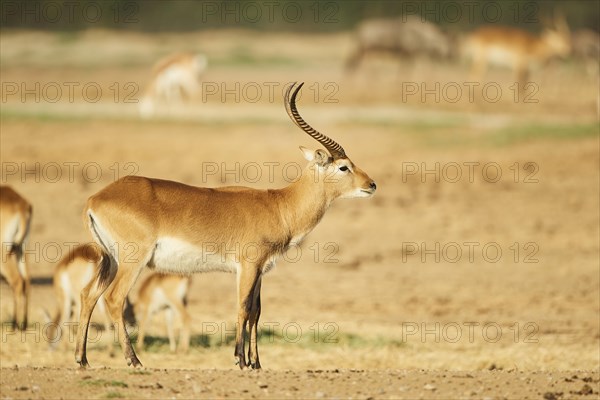 Southern lechwe