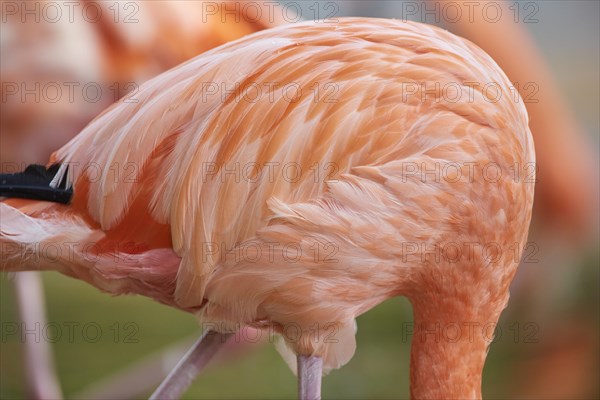 Feathers of an American flamingo
