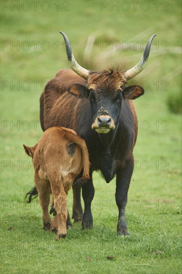 Aurochs