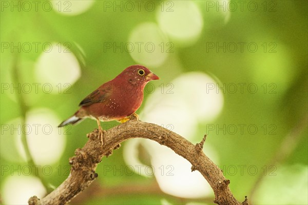 Senegal firefinch