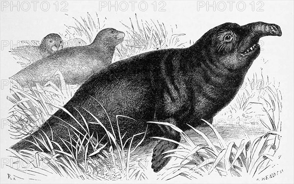 Southern elephant seal