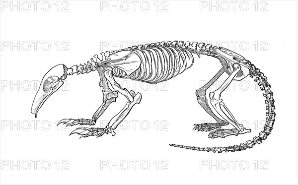 Skeleton of tamandua