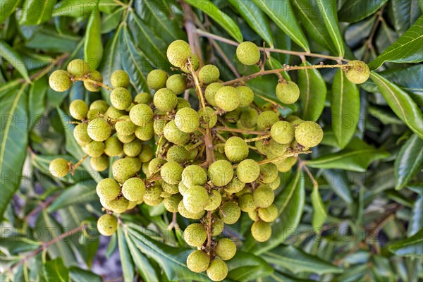 Longan