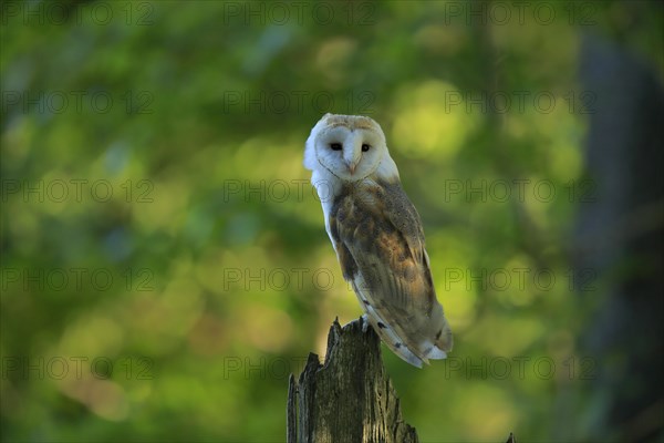 Common barn owl