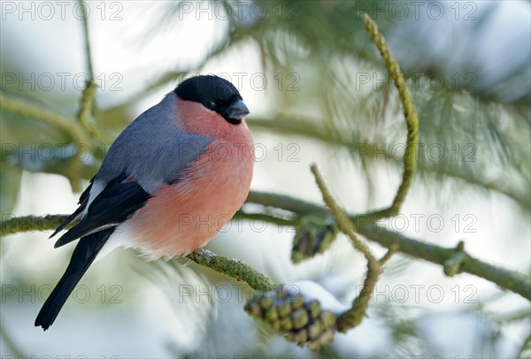 Eurasian bullfinch