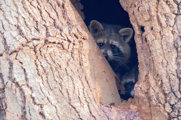 Two raccoons