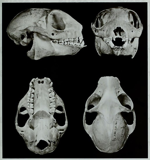 Skull bone