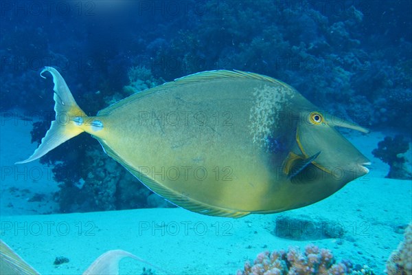 Bluespine unicornfish