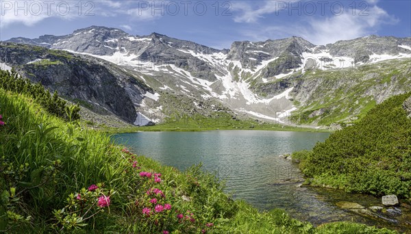 Mountain lake with alpine roses and mountains