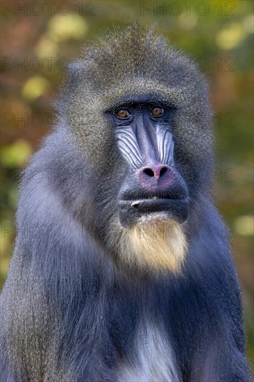 Mandrill