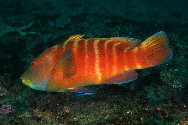 Colourful Natal tooth wrasse