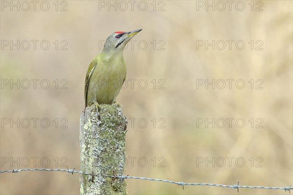 Grey-headed woodpecker