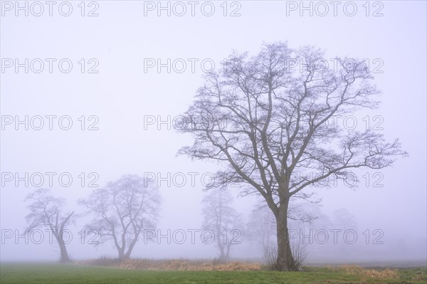Tree in the fog
