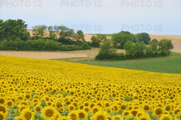 Landscape with sunflower field in summer