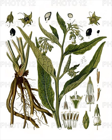 Medicinal plant