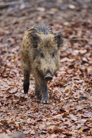 Young Wild boar