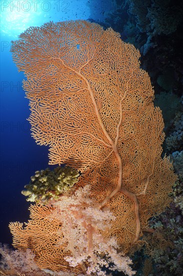 Giant sea fan