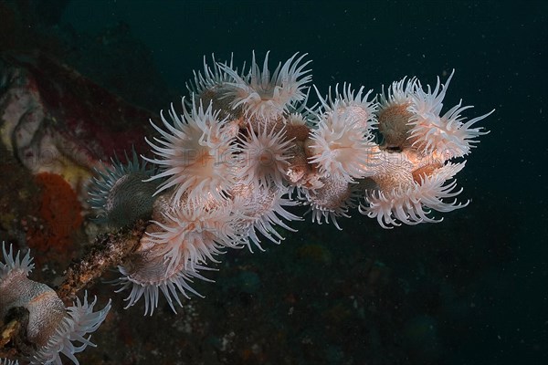 Tiger anemone