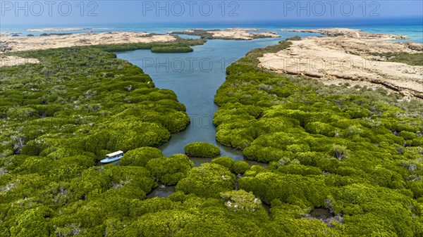 Aerial of the Mangrove forest
