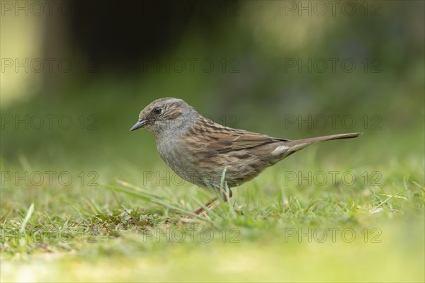 Dunnock or Hedge sparrow