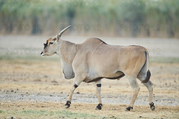 Common eland