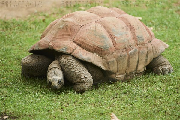 African spurred tortoise