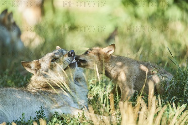 Eastern wolf