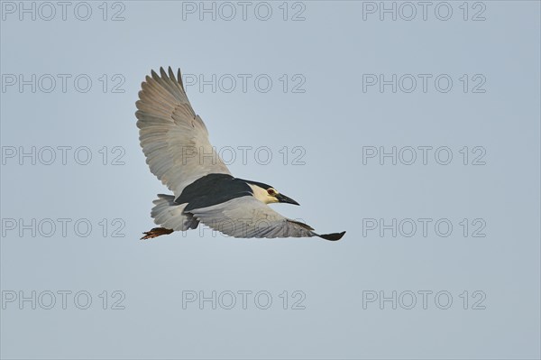 Black-crowned night heron