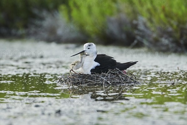 Black-winged stilt