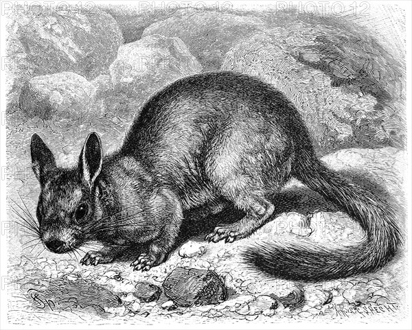 Rabbit mice or mountain viscachas