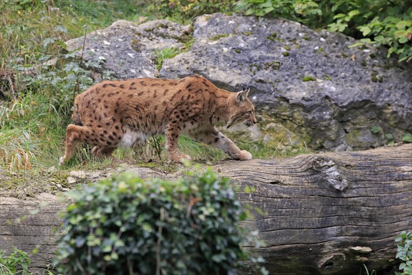 Carpathian lynx