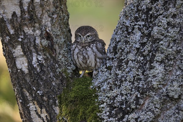 Pygmy Owl