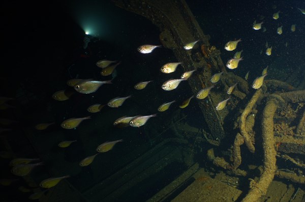 Shoal of Schwenks Hatchetfish