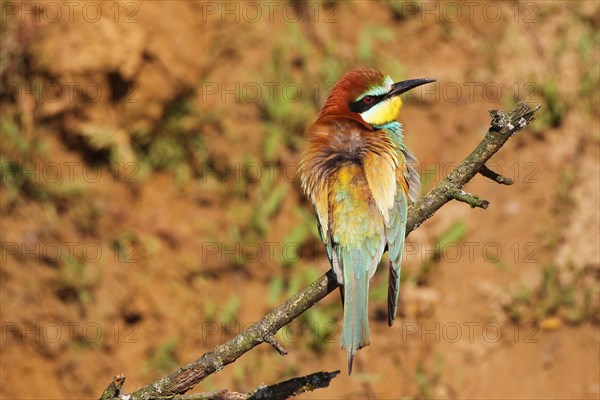 European bee-eater