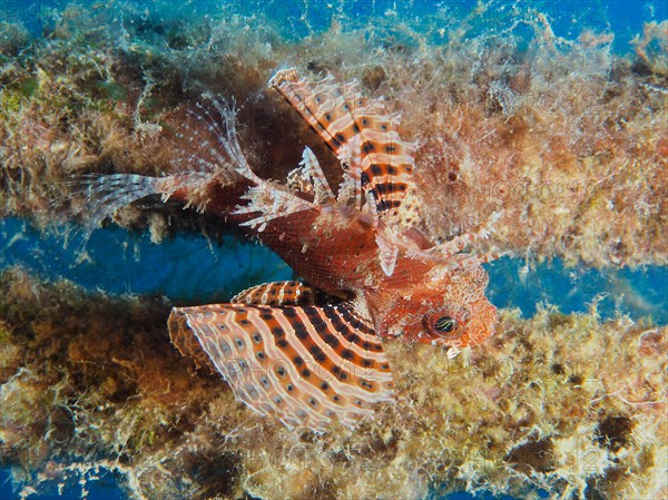 Red Sea Dwarf Lionfish