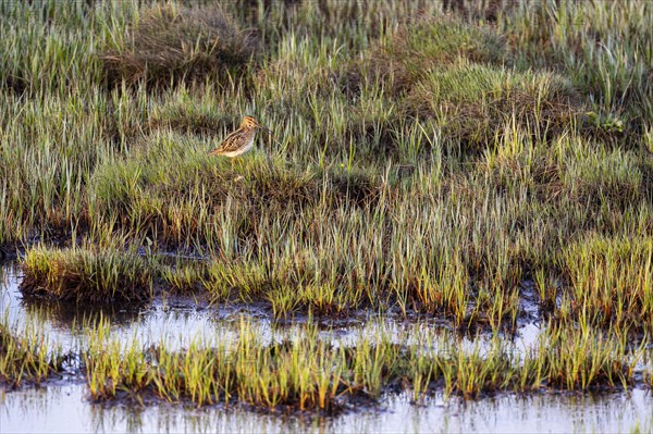 Common Snipe