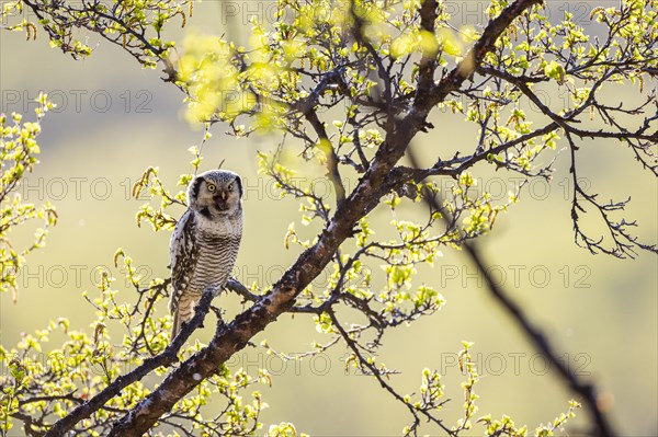 Northern hawk owl