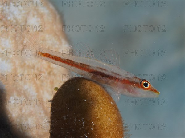 Toothy goby